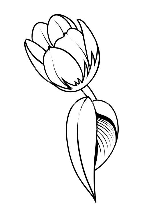 Tulip Flower Drawing