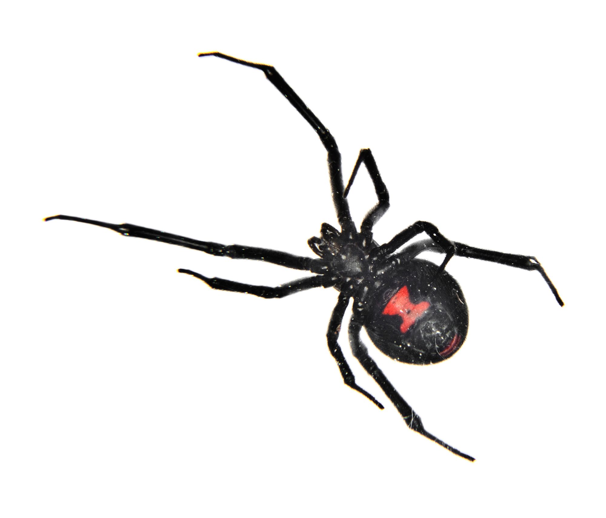 Black Widow Spider Facts | Black Widow Spider Control | TERROÂ®