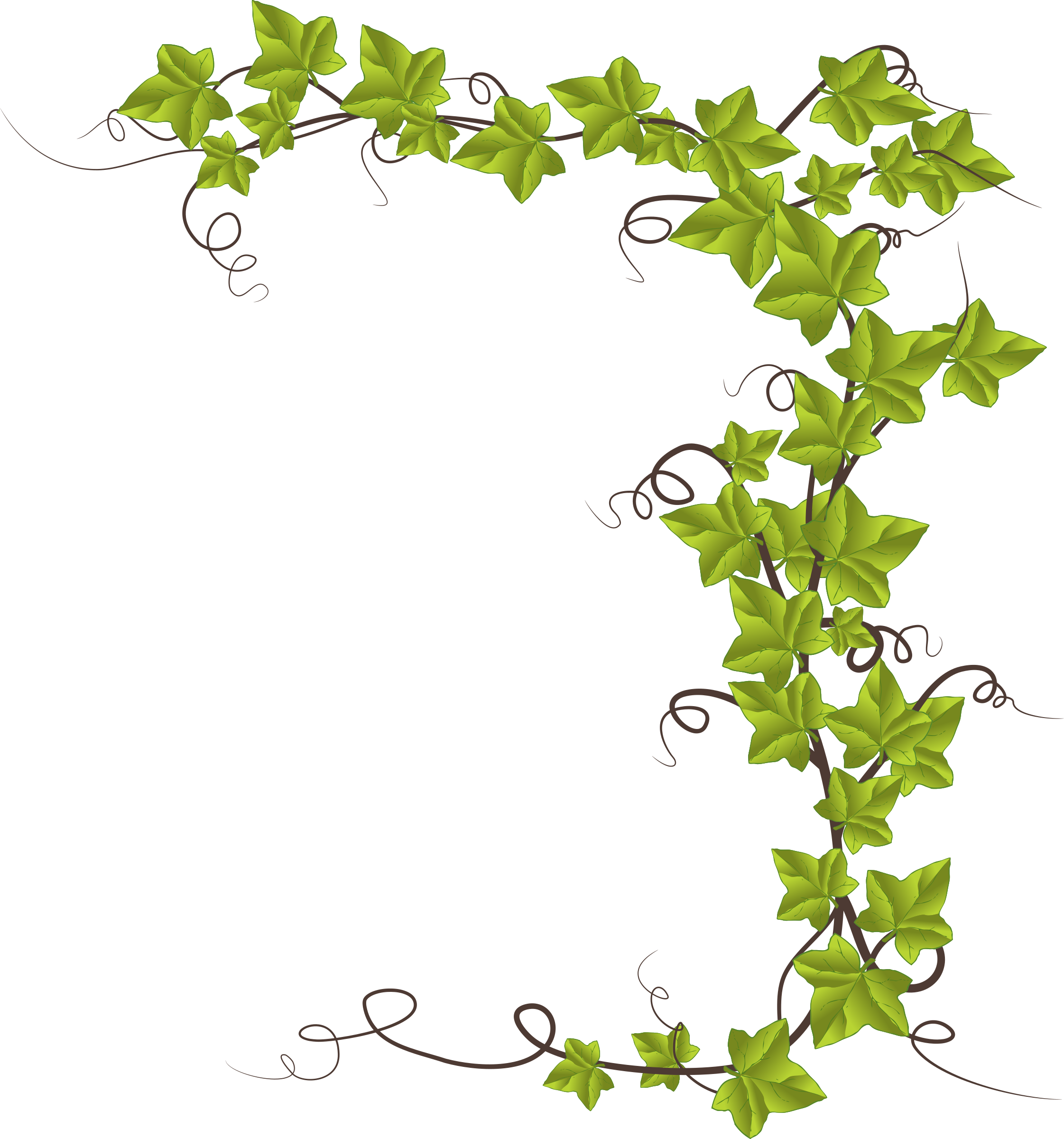 Clipart - Ivy