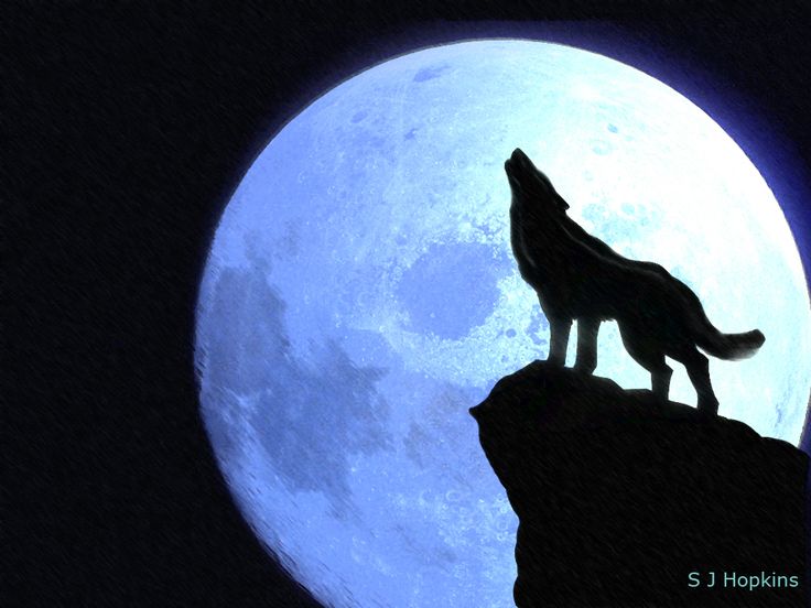 1000+ images about Wolf / Animal Silhouttes