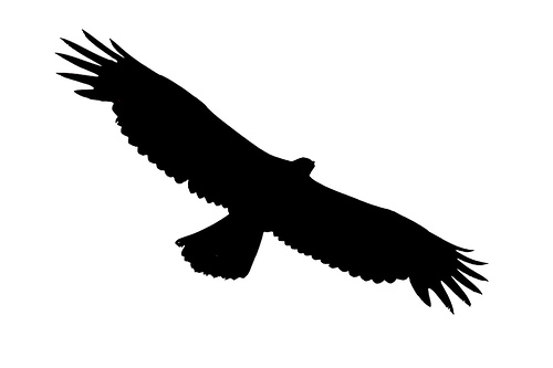 Soaring eagle clip art