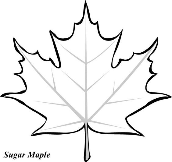 Maple Leaf Coloring Pages - Bestofcoloring.com