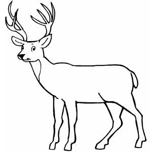 Whitetail Deer Coloring Pages - Bestofcoloring.com