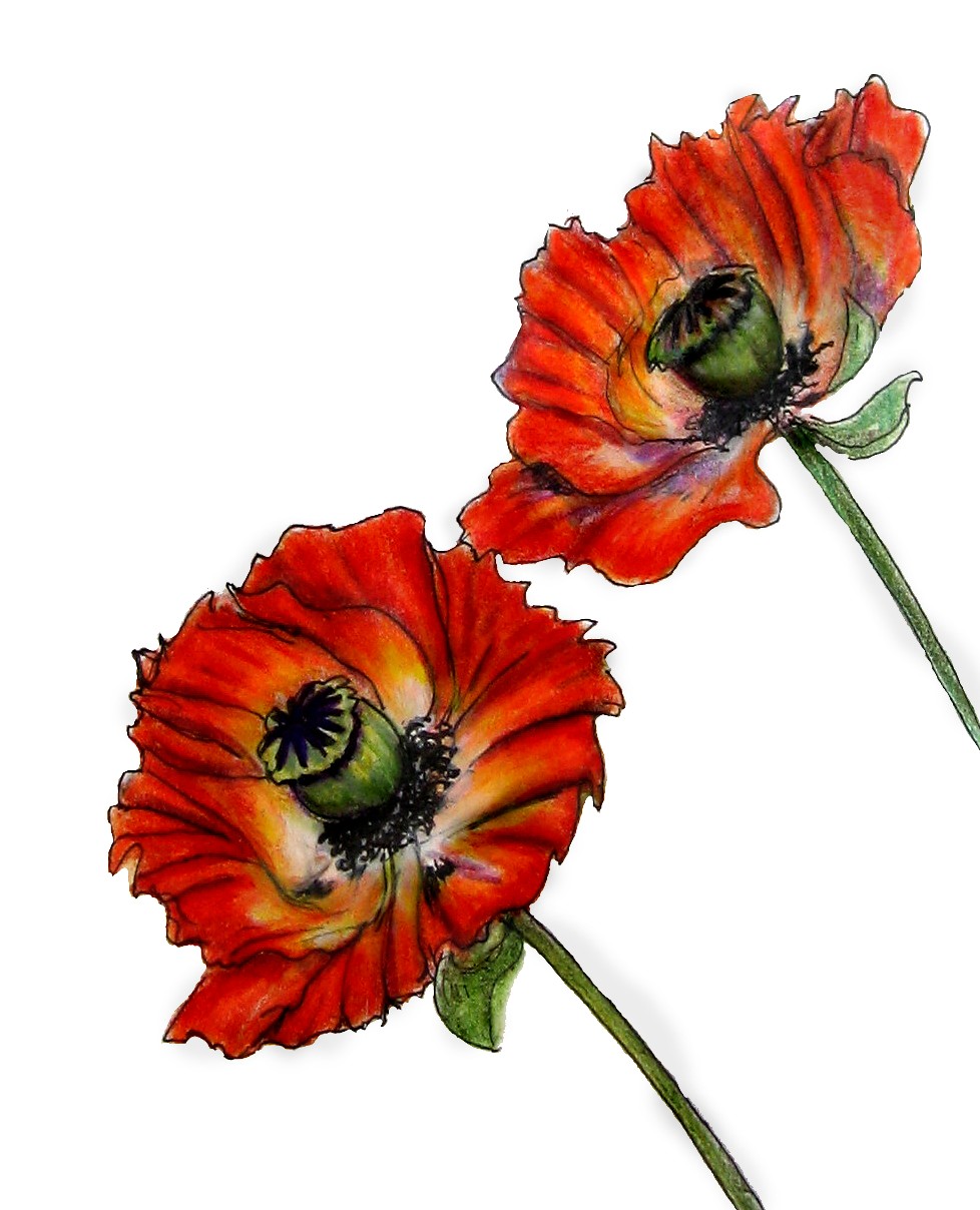 Poppy Flower Drawing - ClipArt Best
