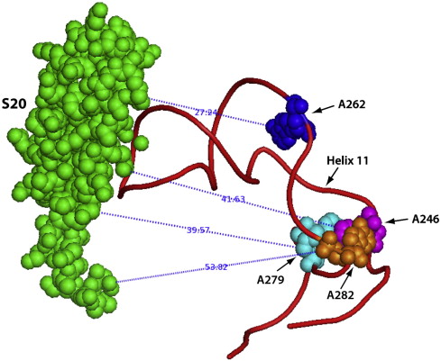 Protein S20 Binds Two 16S rRNA Sites as Assembly Is Initiated