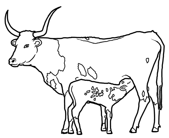 Longhorn Cattle, Kids! Stuff coloring page - ClipArt Best - ClipArt Best