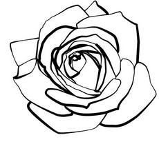 Line Drawings Roses | Design images