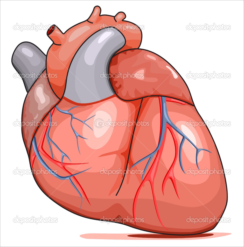 clipart of human heart - photo #11