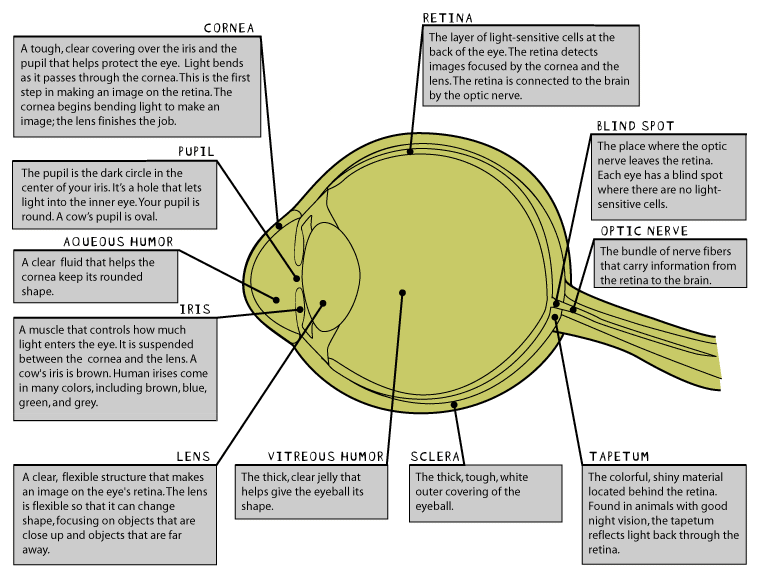 Eye Diagram Labeled | Jos Gandos Coloring Pages For Kids