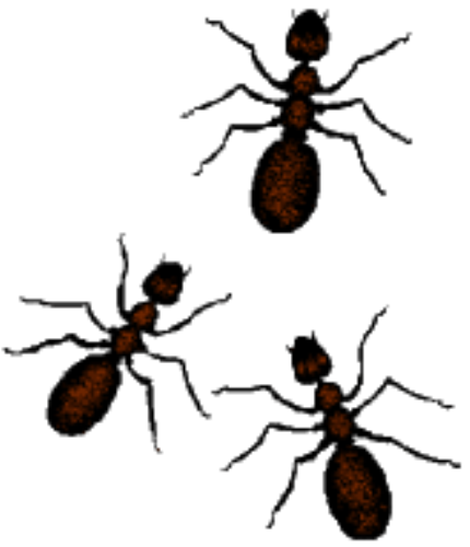 fire ant clipart - photo #50