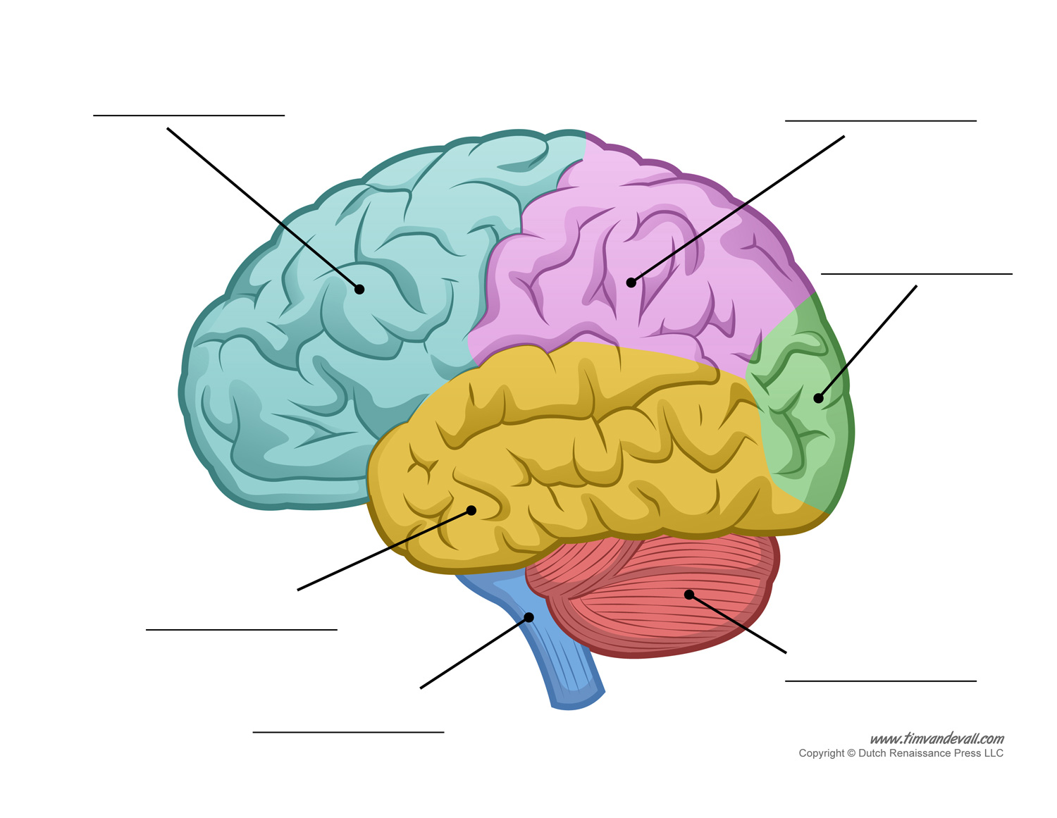 Human Brain Diagram – Labeled, Unlabled, and Blank