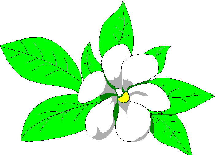 Magnolia Blossom Clipart