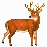 Buck Deer Clipart