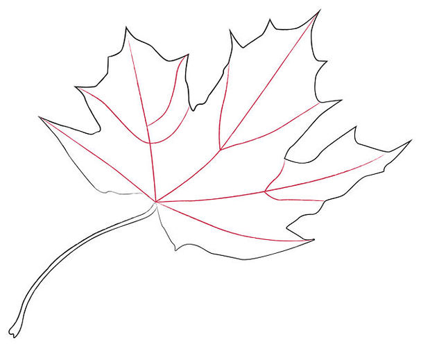 How To Draw A Maple Leaf 11 Steps With Pictures WikiHow Clipart ...