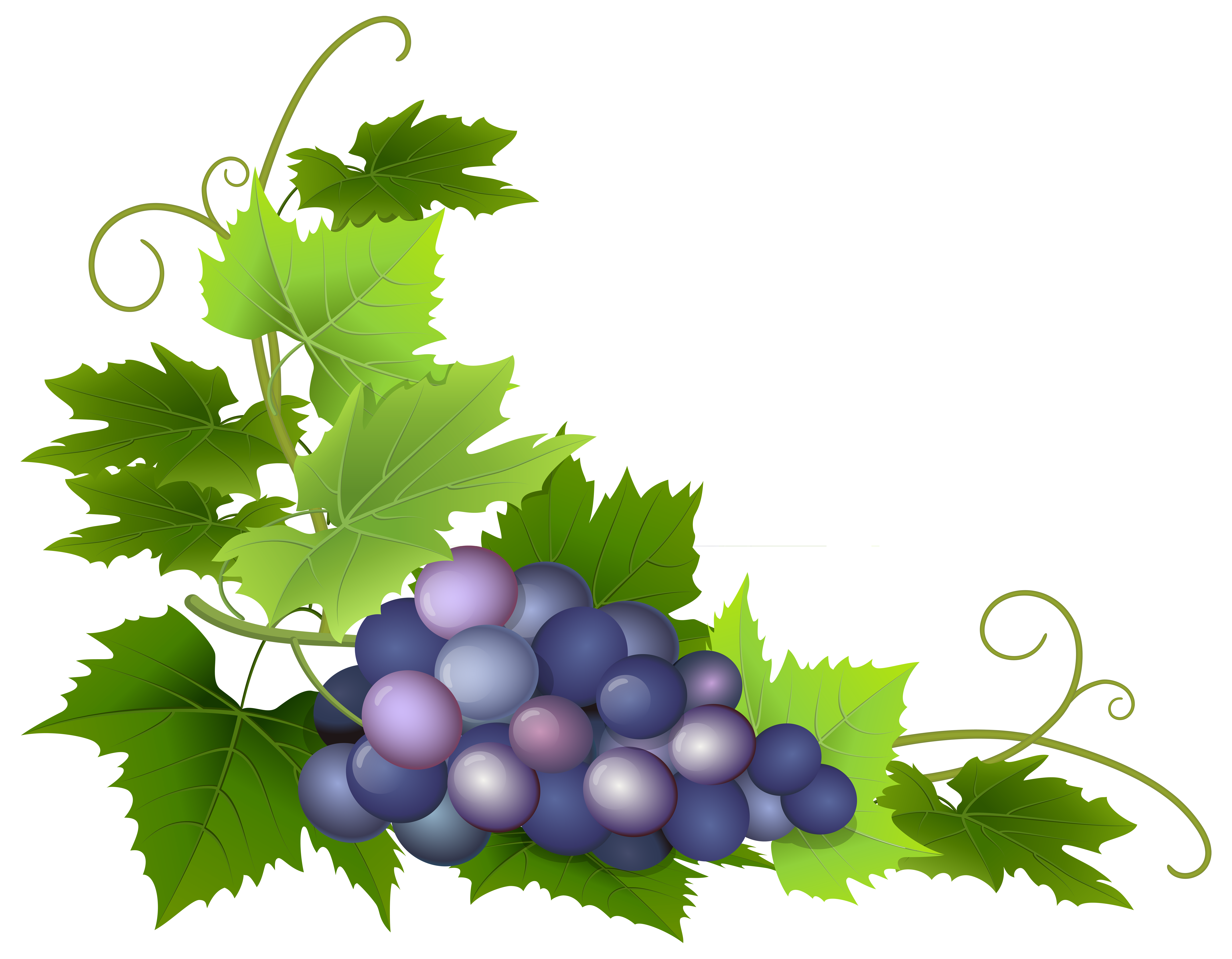 clip art grape leaf - photo #18