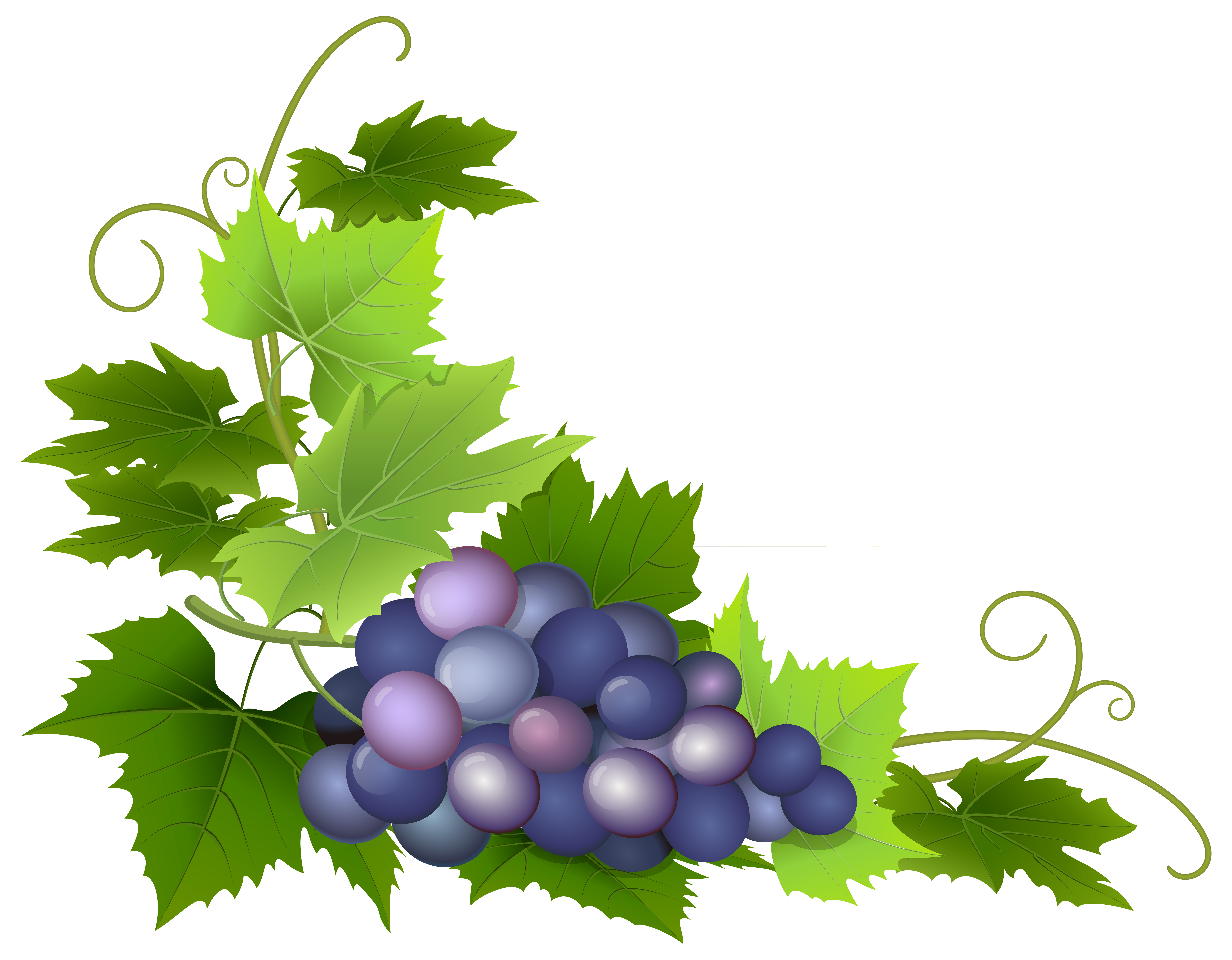 clip art grape leaves - photo #33