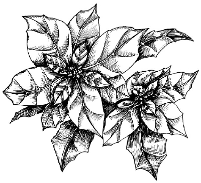 TLC "How to Draw a Poinsettia"