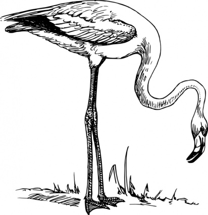 Black Outline White Birds Bird Flamingo Animal vector, free vector ...