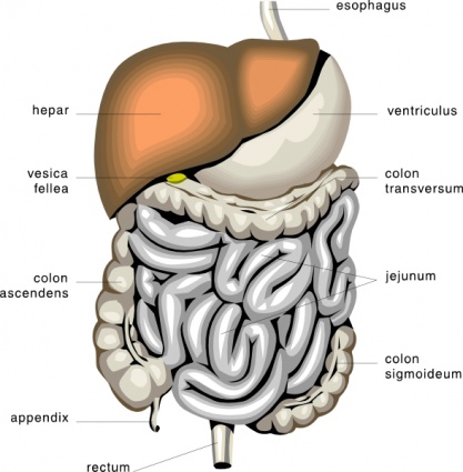 Digestive Organs Medical Diagram clip art vector, free vector ...
