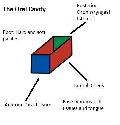 The Oral Cavity | TeachMeAnatomy