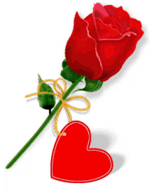 Red Rose GIF - Red Rose Gift - Discover & Share GIFs