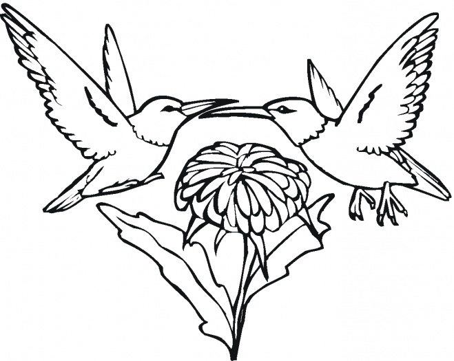 Bee hummingbird coloring page | Super Coloring