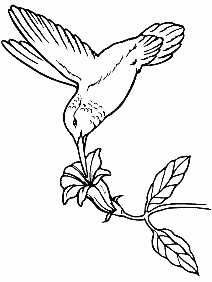 Birds Hummingbird Animals Coloring Pages & Coloring Book