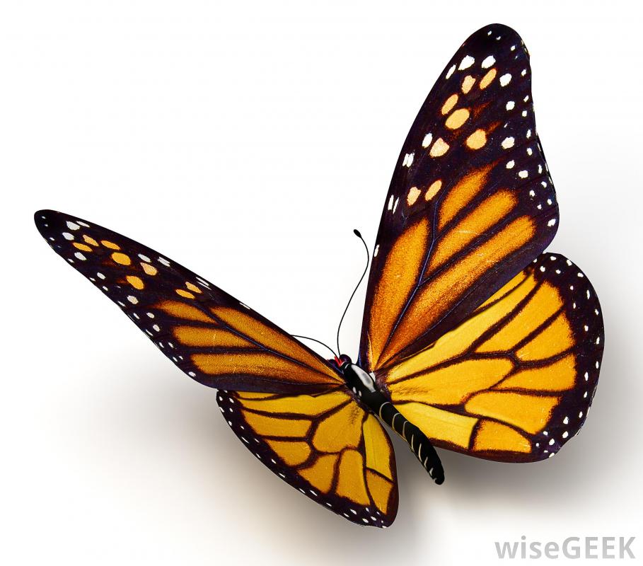 free clip art of monarch butterfly - photo #24