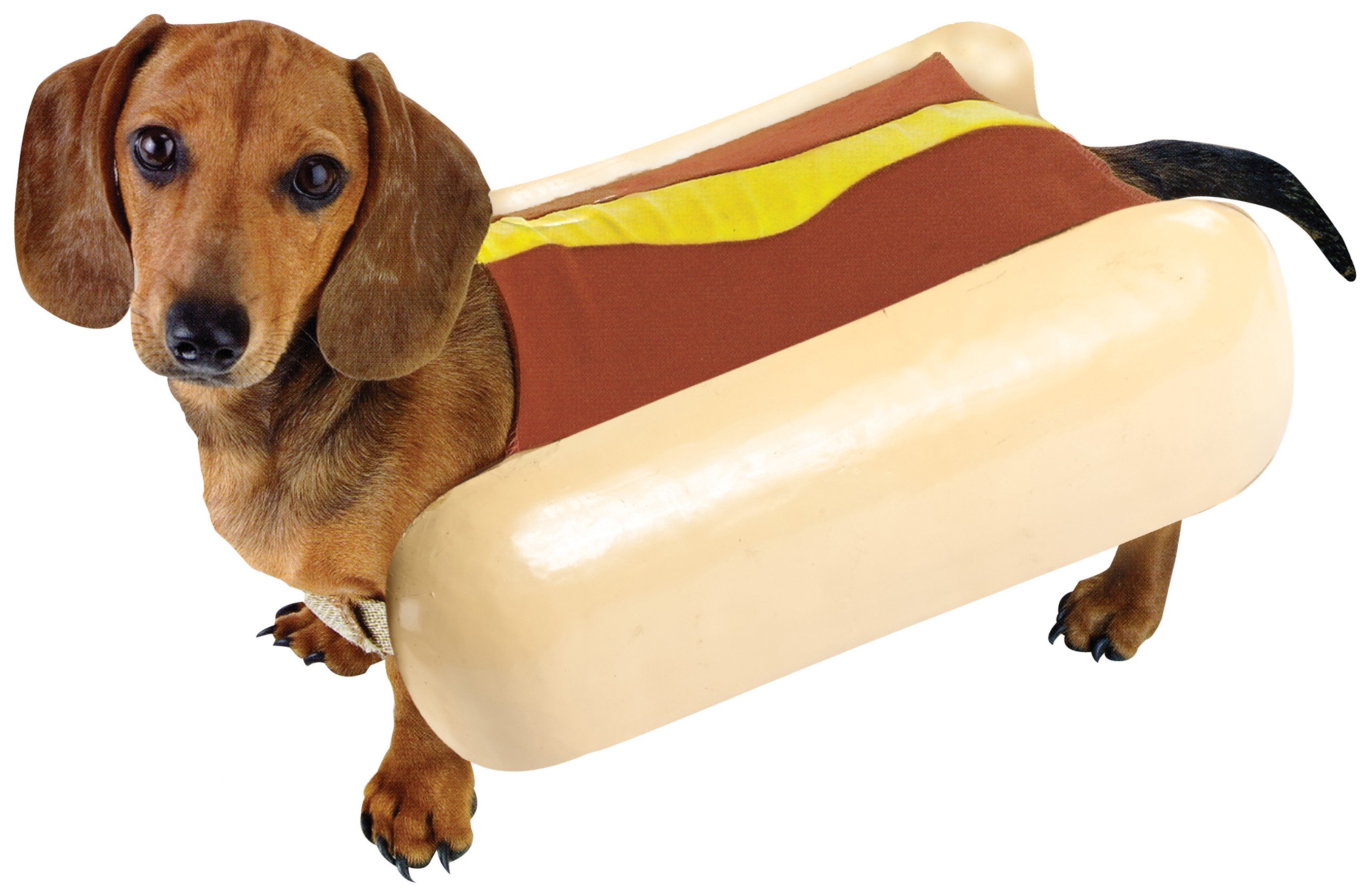 Hot Dog costume for dogs | Dog Training