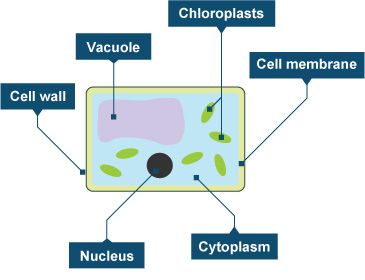 cell bbc gcse plant diagram photosynthesis cells aqa biology science ribosomes bitesize tissues glucose unit during ocr revision bacterium plants