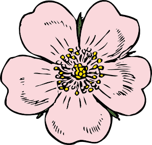 Art Drawings Of Roses Clipart Best