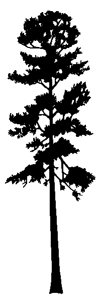 GR03_Pinus_pon_silhouette.gif