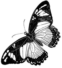 Butterfly Drawings - From the Beauty of Nature