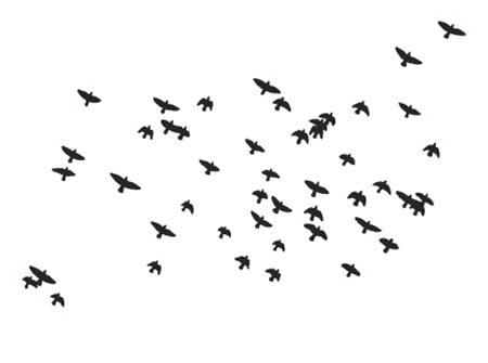 Flock of Birds stencil