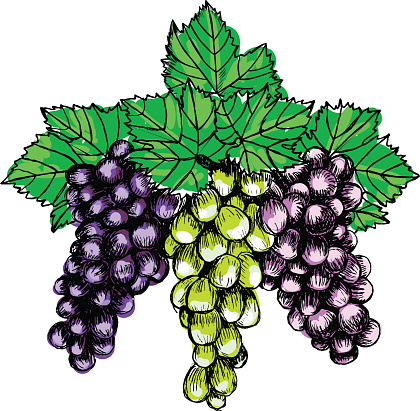 Drawing Of The Ornamental Grape Vines Clip Art, Vector Images ...