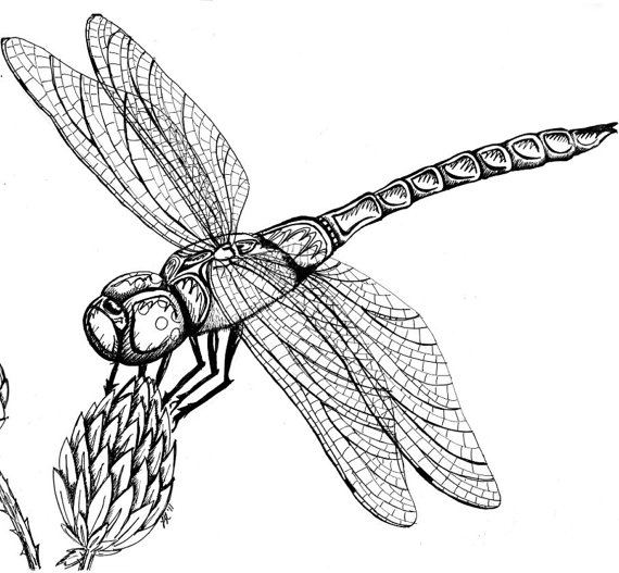 Dragonfly Best Drawing | Drawing Images