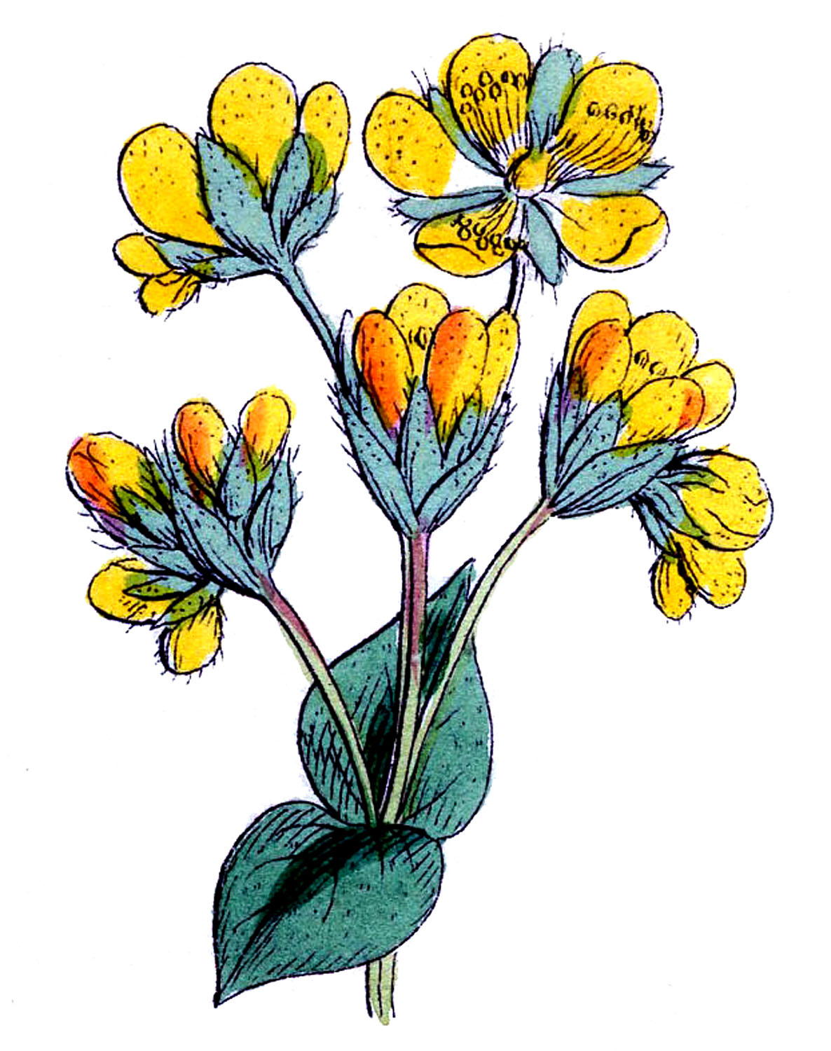 Botanical Clip Art