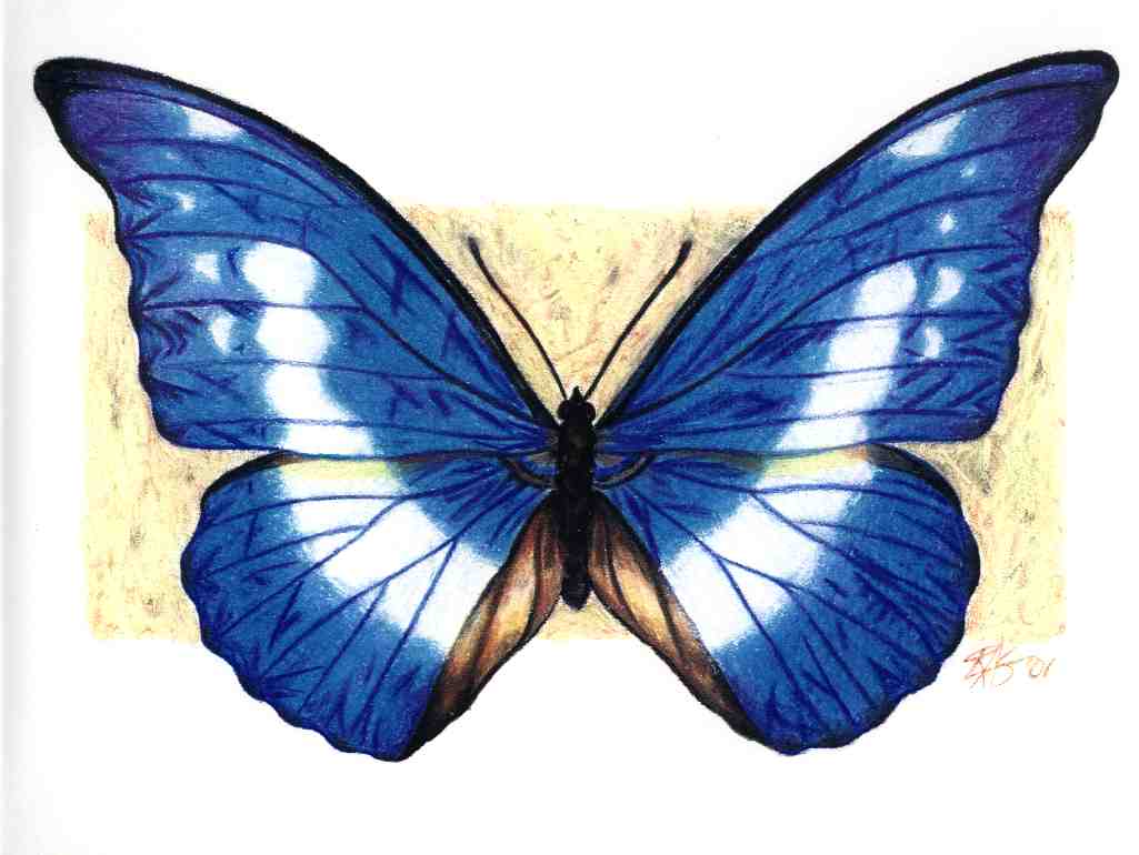 Blue Butterfly Drawings