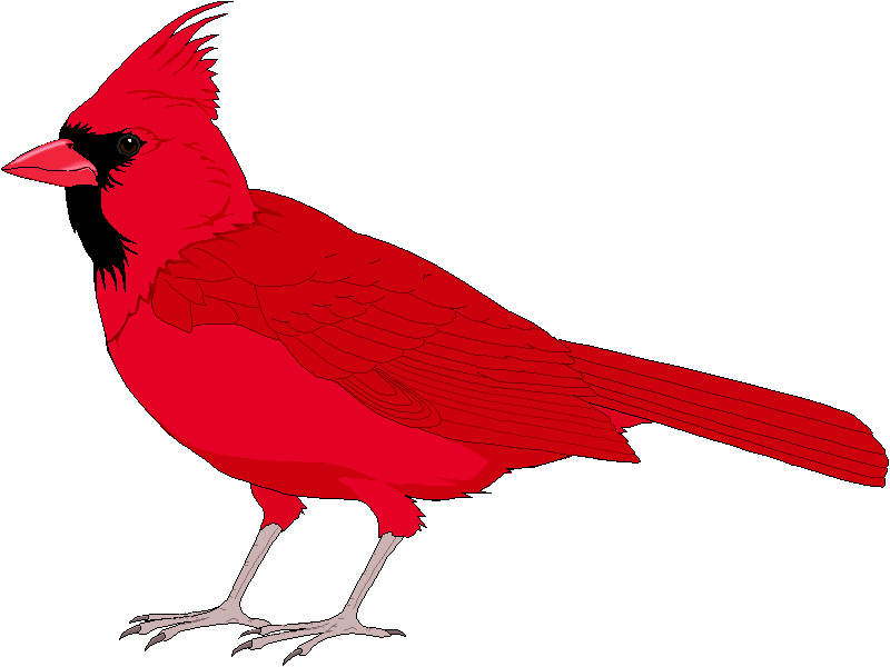 Red cardinal bird clip art
