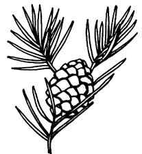 Clip Art Pine Cone - Free Clipart Images