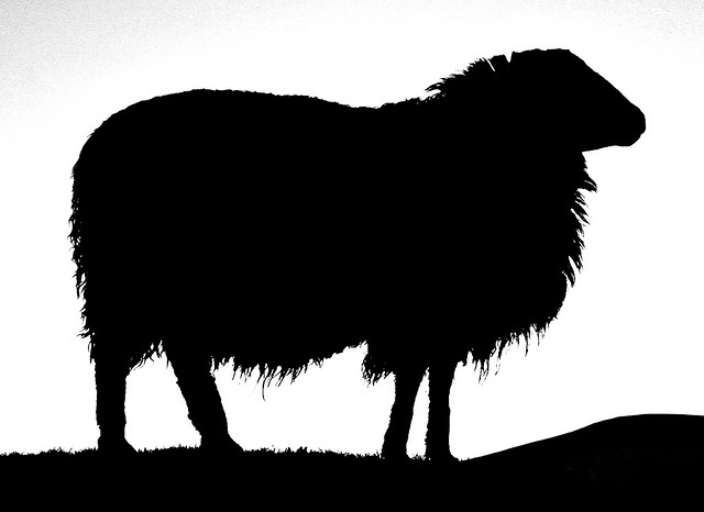 sheep silhouette bw | Flickr - Photo Sharing!