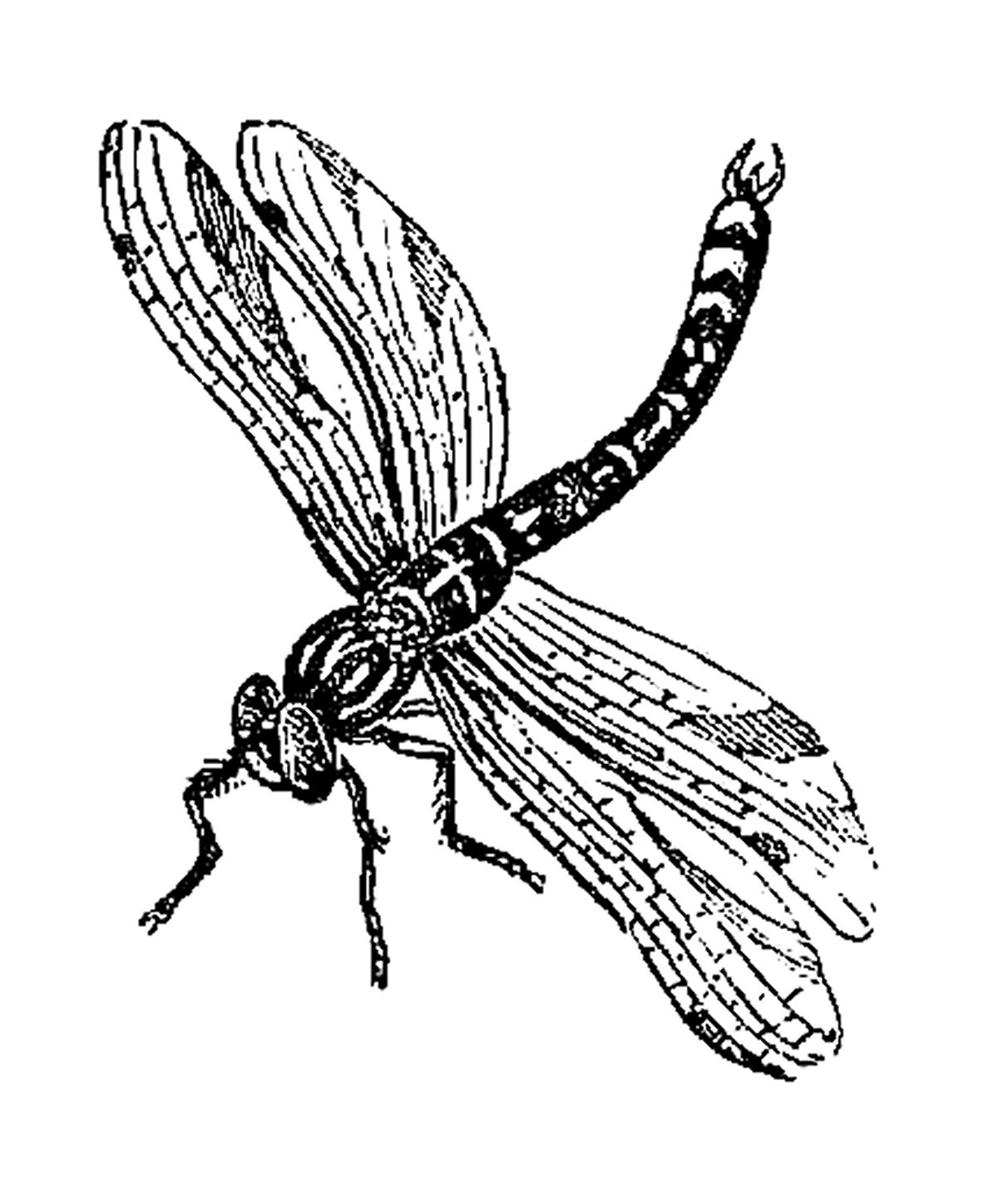 Dragonfly Clipart Black And White - Free Clipart ...
