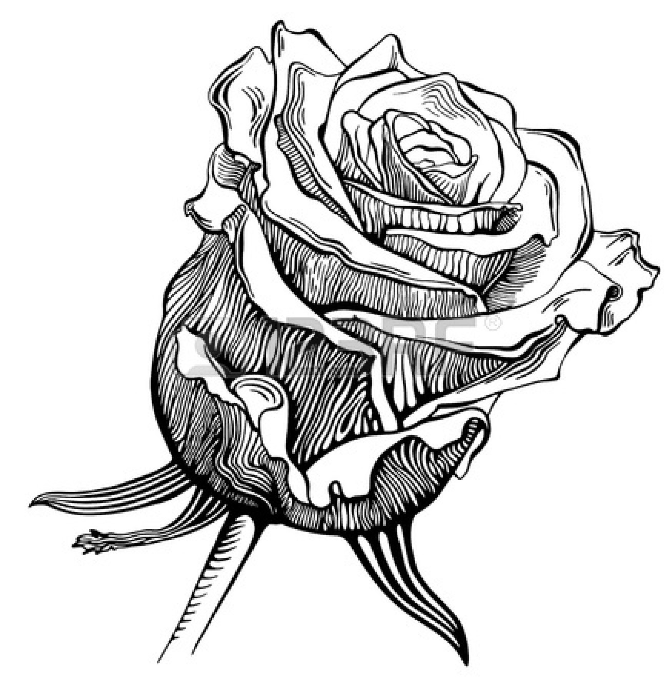 Black And White Drawing Of Rose - ClipArt Best