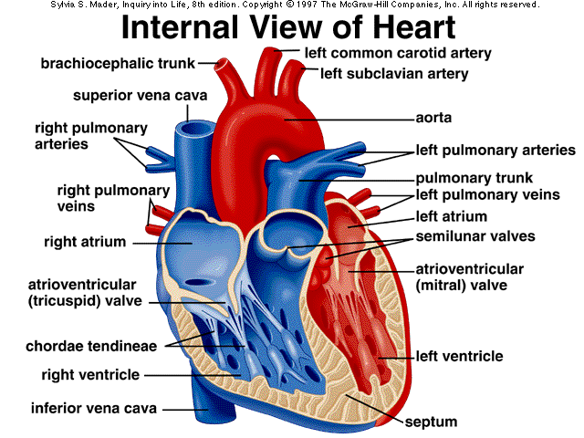 Anatomy Photo Collection