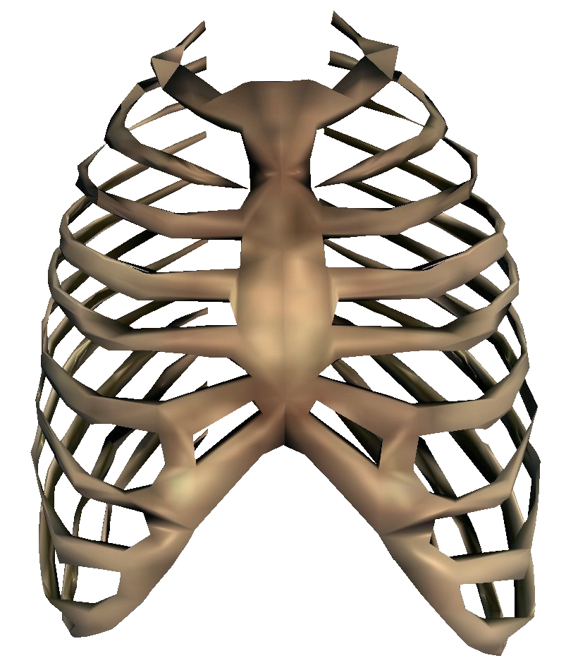 Rib Cage PNG Transparent Images | PNG All