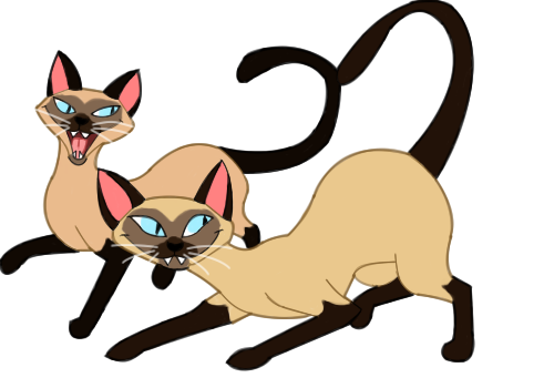 1000+ images about Siamese Cats | Artworks, Seal ...
