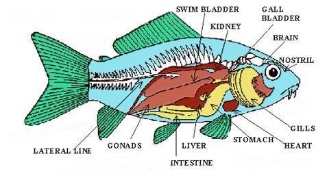 Fish Anatomy, learn to identify and understand the different parts ...