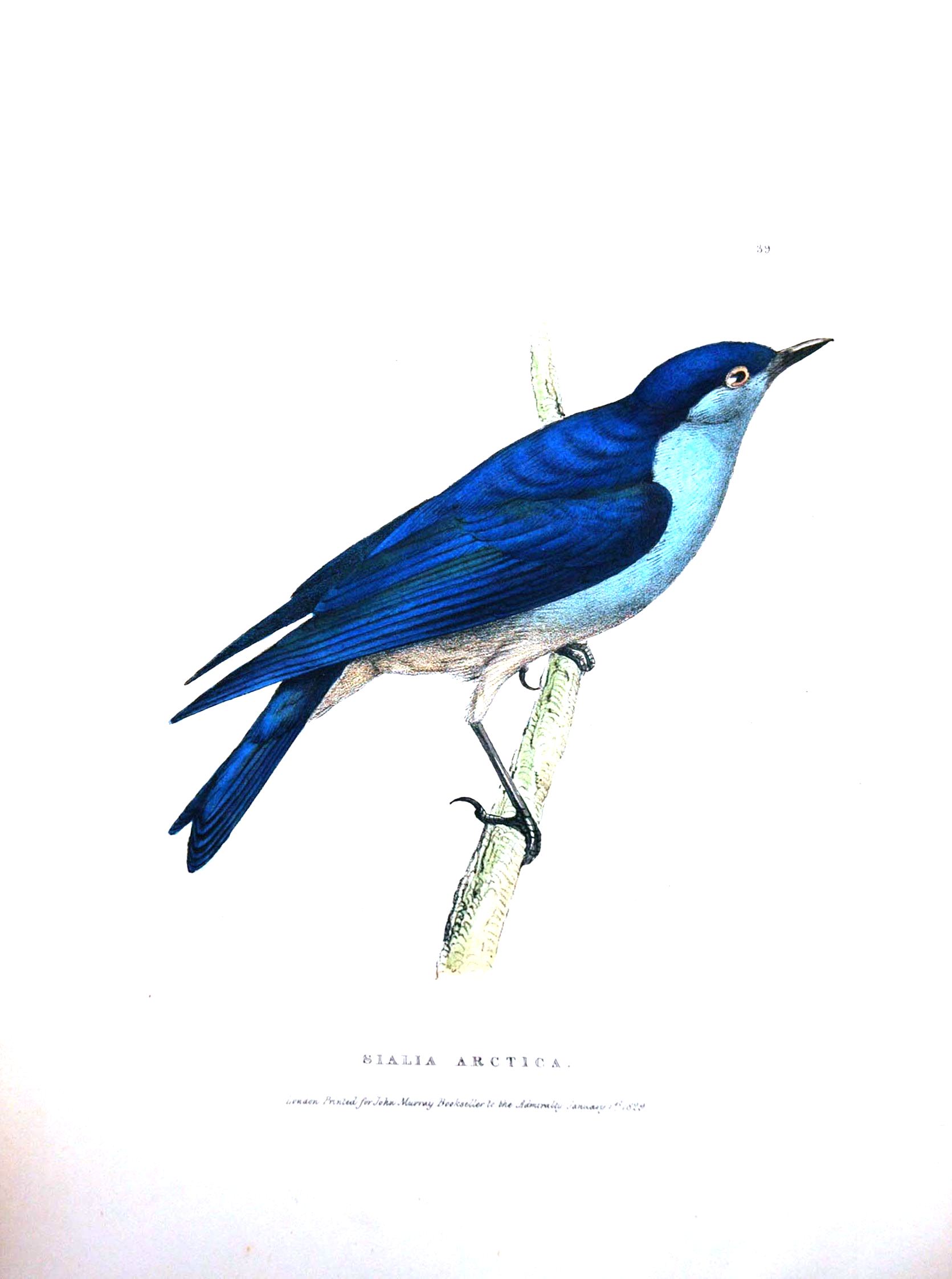 Animal – Bird – Arctic blue bird 2 | Vintage Printable at ...