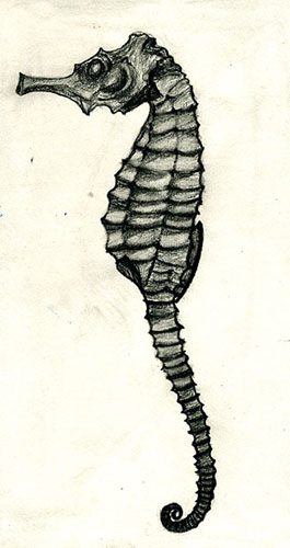 observational drawing of a seahorse | Flickr - Photo Sharing!