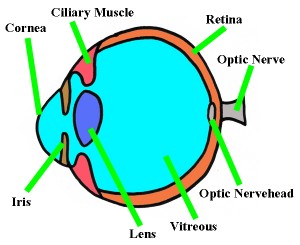 Labeled Picture Of The Eye - ClipArt Best